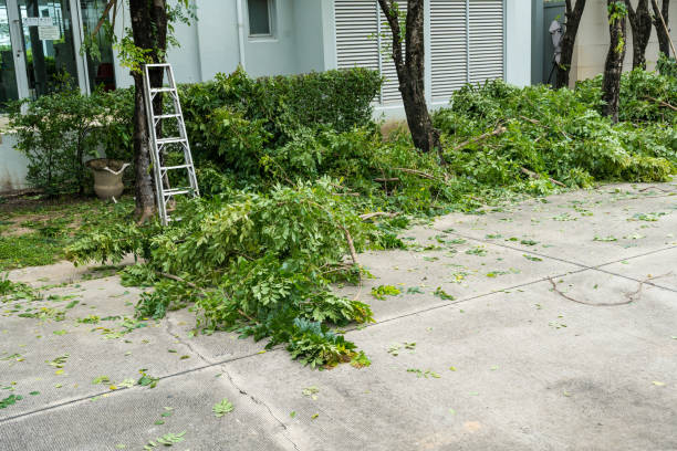 The Steps Involved in Our Tree Care Process in Farmington, IL